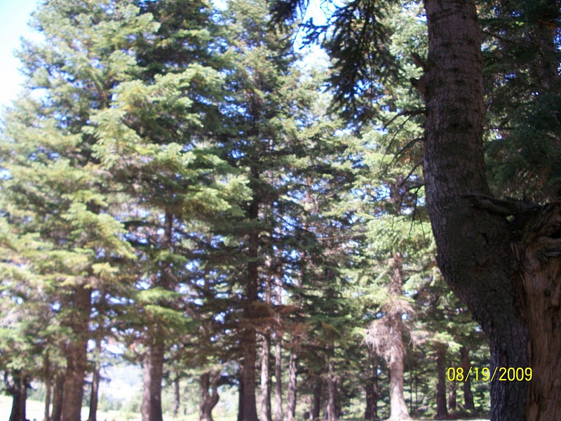 Tosya Mismilagac